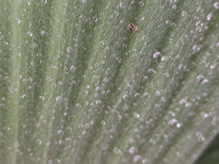 Close-up of a green leaf with water droplets on itの写真素材