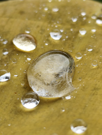 Water drop on leaf, Water drop on leaf, Water drop on leafの写真素材