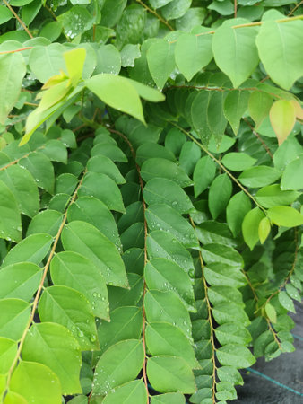 Green leaves of tree with water droplets on it, Thailand.の写真素材