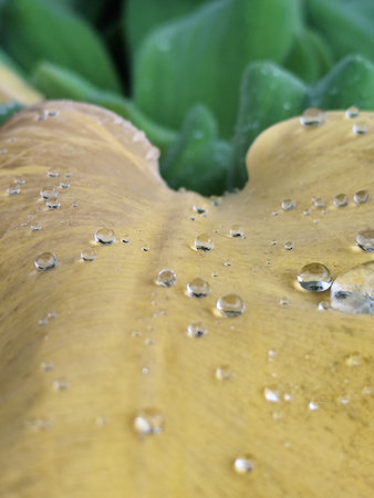Water droplets on a yellow tulip petal, close upの写真素材