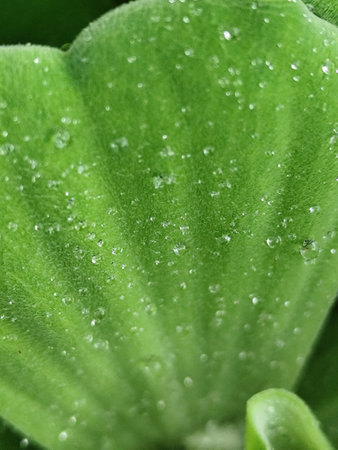 Water droplets on a green leaf, close-up, macro
