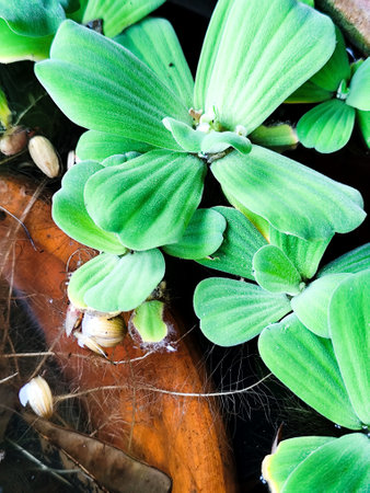 Watercress or water lettuce in the garden,Thailand.の写真素材