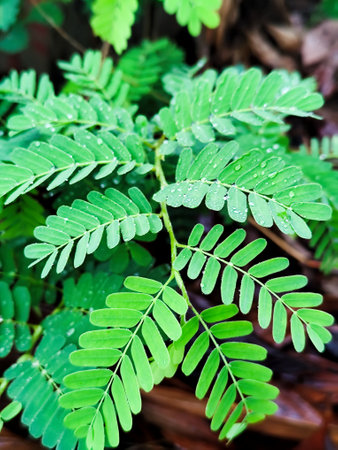 Green tamarind leaf with water drops on natural background, stock photoの写真素材