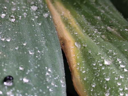 Water droplets on the leaves of a plant. Macro.の写真素材