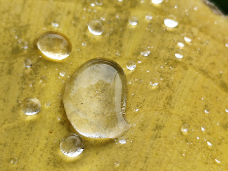 Drops of dew on a yellow leaf. Close-upの写真素材