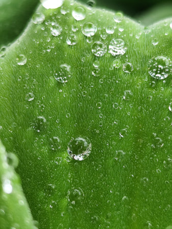 Water droplets on a green leaf, close-up, macroの写真素材