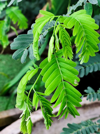 Green leaves on tree in the garden.の写真素材