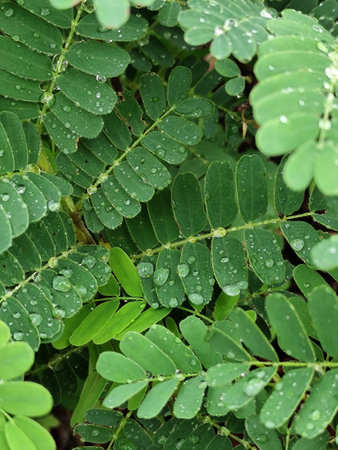 Leaves of tamarind plant with water drops, Thailand.の写真素材