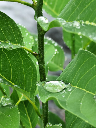 Water drops on the leaves of a green tree after the rain.の写真素材