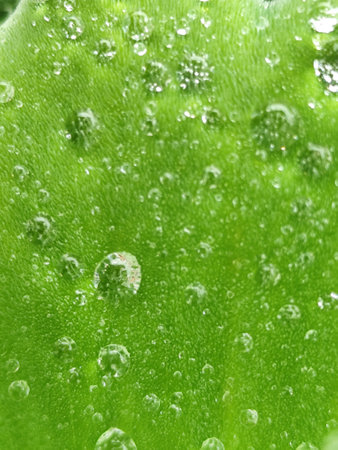 Water drops on green leaf macro close up. Natural background texture.