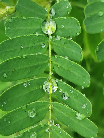 Green leaves with water droplets, close-up. Nature backgroundの写真素材