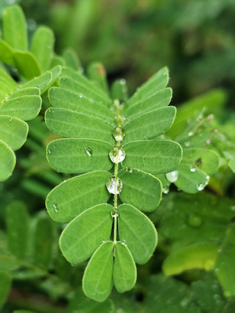Water droplets on the leaves of Tamarindus indicaの写真素材