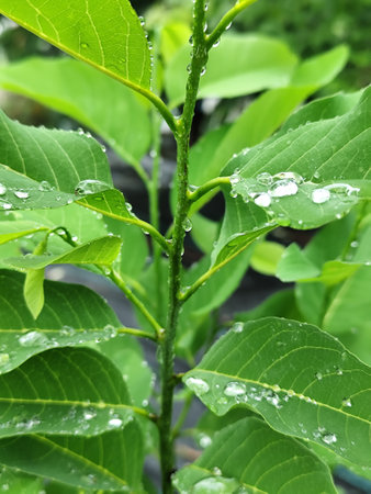 Water droplets on green leaves after the rain in the garden.の写真素材