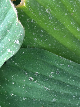 Water droplets on a green leaf, closeup of photo.の写真素材