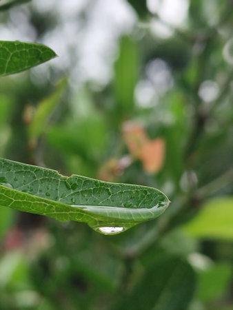 Water drops on a green leaf, shallow depth of fieldの写真素材