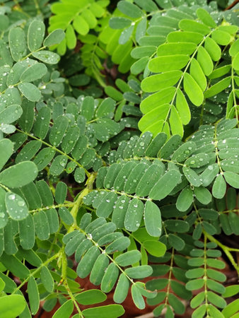 Green leaves of tamarind tree with water droplets on itの写真素材