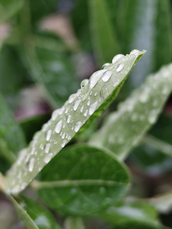 Water droplets on the leaves of a plant in the garden.の写真素材