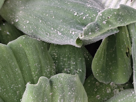 Close up of water drops on the leaves of a creeperの写真素材