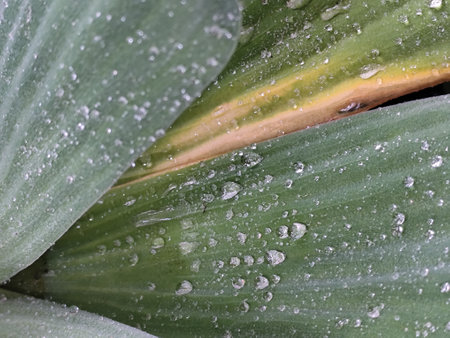 Water droplets on the leaves of a plant. Close-up.の写真素材