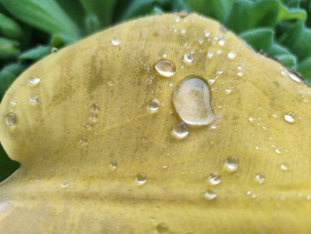 Water droplets on a yellow leaf after the rain in the gardenの写真素材