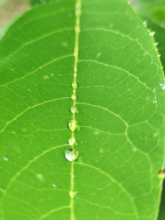 water drop on green leaf in the nature or in the garden.の写真素材