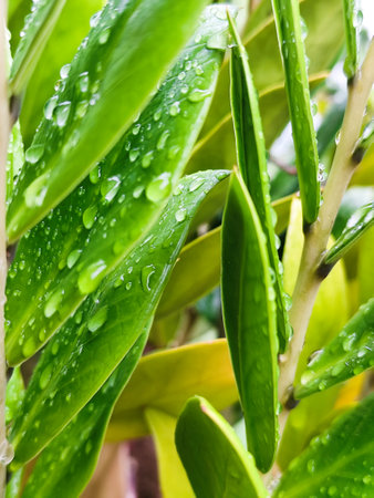Water drops on the green leaves of a houseplant in the gardenの写真素材