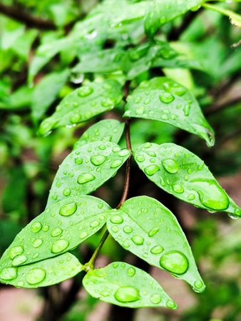 Water drops on green leaves after rain. Natural background with copy space.の写真素材