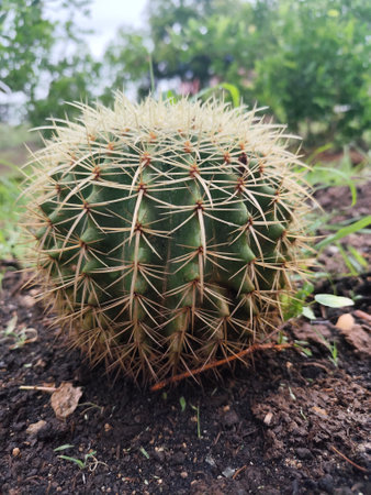 Cactus in the garden. Close up cactus in the gardenの写真素材