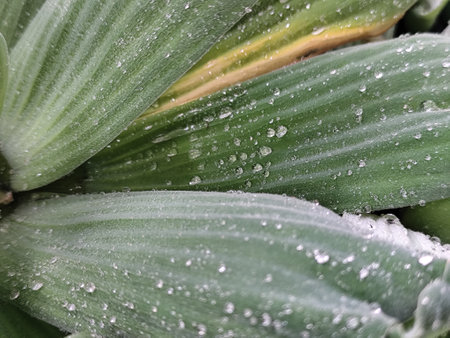 Close up of water drops on the leaves of succulent plant.の写真素材