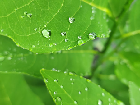 Water droplets on green leaf macro close up. Natural background.の写真素材