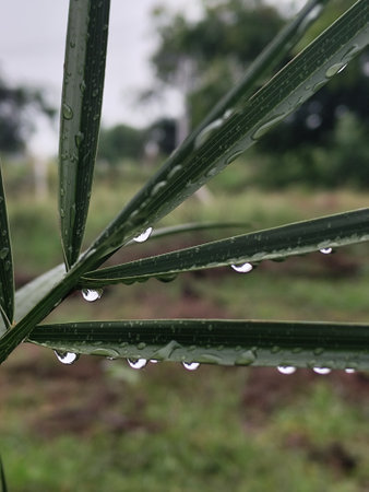 Water droplets on the leaves after the rainの写真素材