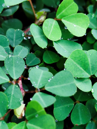 Green leaves with water drops in the morning, close-up.の写真素材