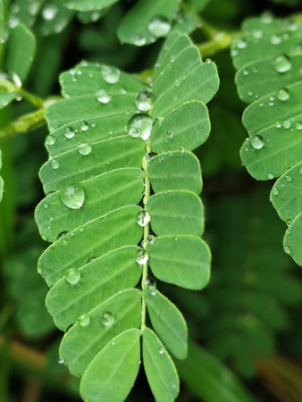 Tamarind leaves with water drops, closeup of photo.の写真素材