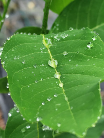 Water drops on green leaf after rain. Shallow depth of field.の写真素材
