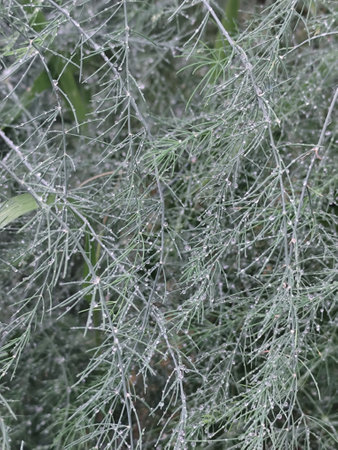 Dew drops on the branches of fennel in the gardenの写真素材
