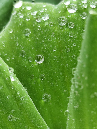 Water droplets on the leaves of a green plant. Macro.の写真素材