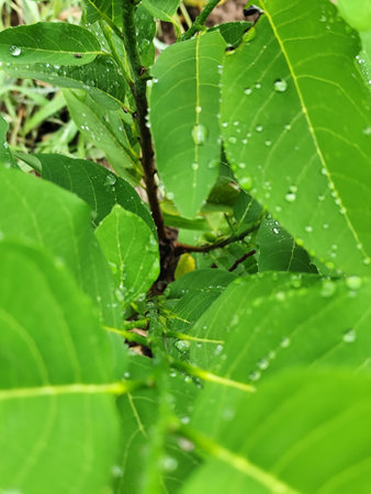 Green leaves with drops of water in the morning. Nature background.の写真素材