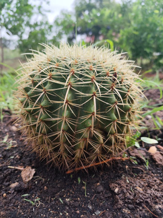 Cactus on the ground, Cactus in the garden, Cactus in the gardenの写真素材