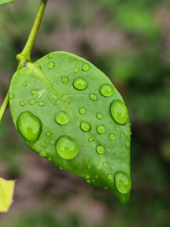 Water drops on green leaf after rain in the garden, Thailand.の写真素材