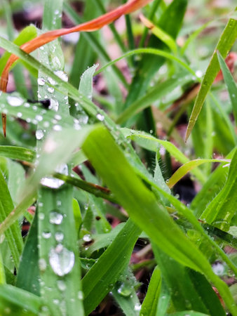 Green grass with dew drops after the rain. Shallow depth of fieldの写真素材