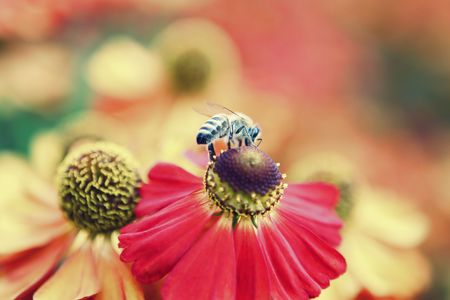 Bee on the red flowerの写真素材