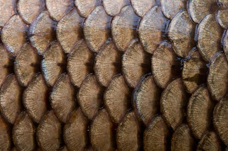 fish scales textureの写真素材