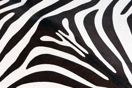 black and white stripes of a zebra