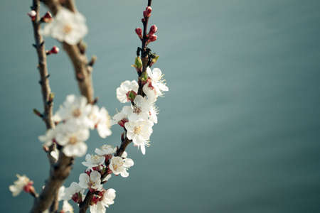 blossom tree on blueの写真素材