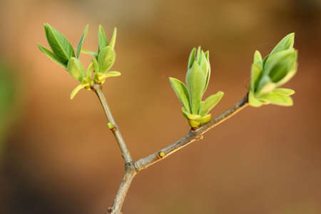 branch with young leafsの写真素材