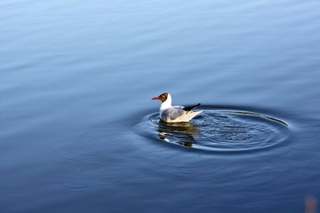 seagull in the waterの写真素材