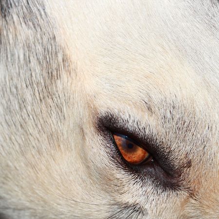 predator's eye
