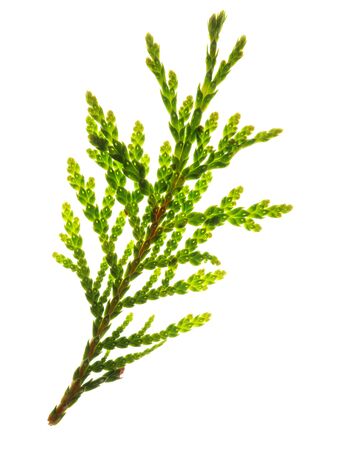 green twig isolated on whiteの写真素材