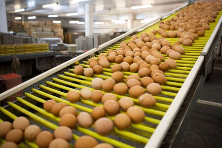 eggs production lineの写真素材