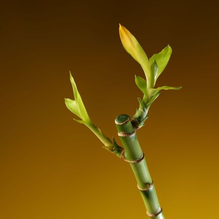 bamboo stem with foliage on brown backgroundの写真素材